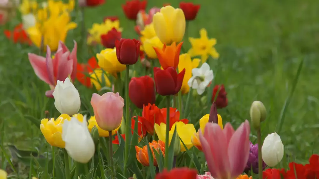 Tulpen auf einer Wiese